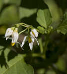 Black nightshade